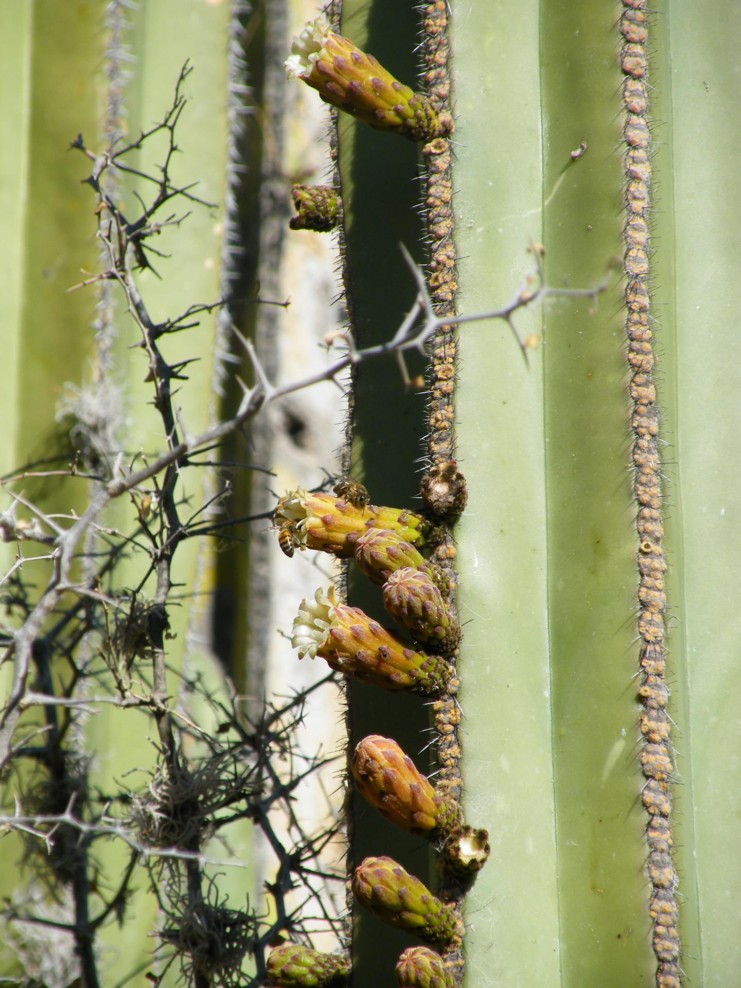 Lophocereus marginatus other