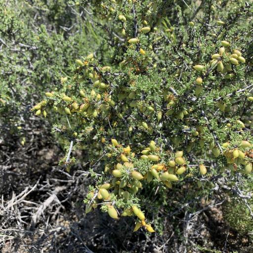 Condalia ericoides other