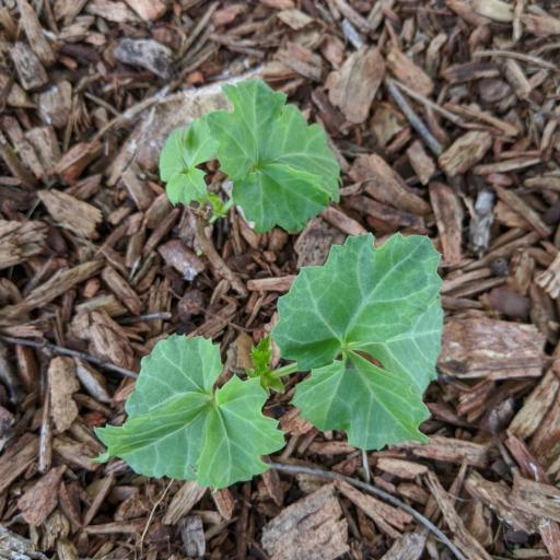 Cissus trifoliata other