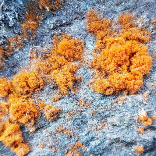 Trentepohlia aurea — search result for 'Cupressus'