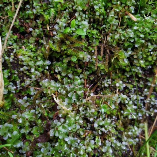 Rhizomnium punctatum other