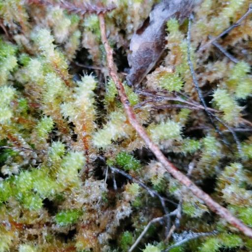 Ptychomnion aciculare — houseplant care guide