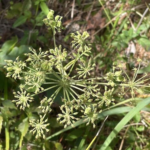 Angelica venenosa other