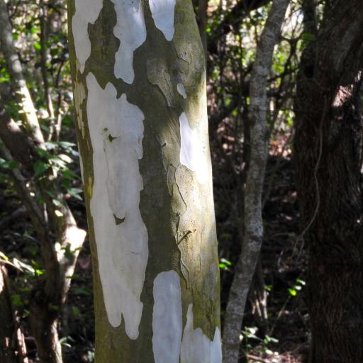 Libidibia sclerocarpa — houseplant care guide