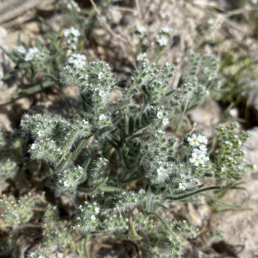 Johnstonella angustifolia — search result for 'Cryptantha'