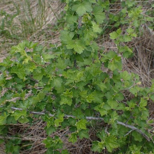 Ribes oxyacanthoides — search result for 'Ribes'