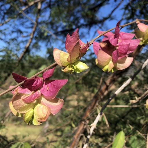 Ipomoea bracteata — search result for 'Convolvulaceae'