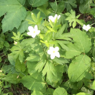 Anemonastrum canadense
