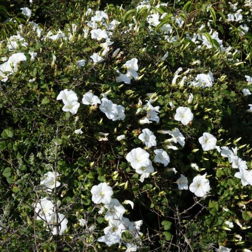 Calystegia tuguriorum other
