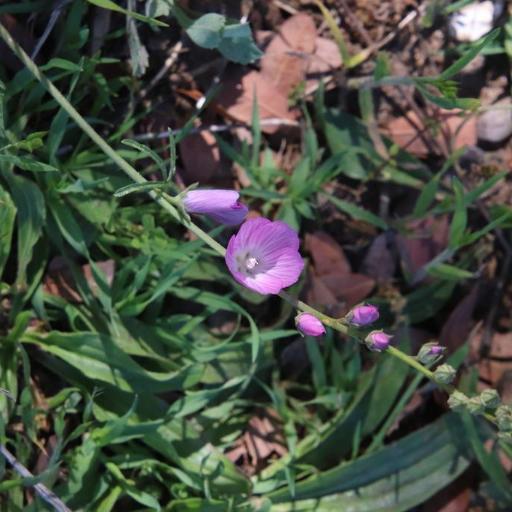 Sidalcea sparsifolia other