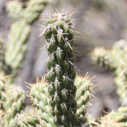 Cylindropuntia californica other
