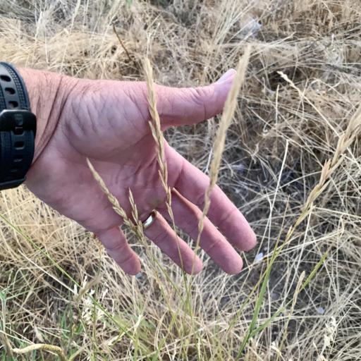 Elymus smithii — search result for 'Elymus'