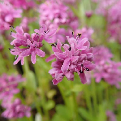 Valeriana congesta other