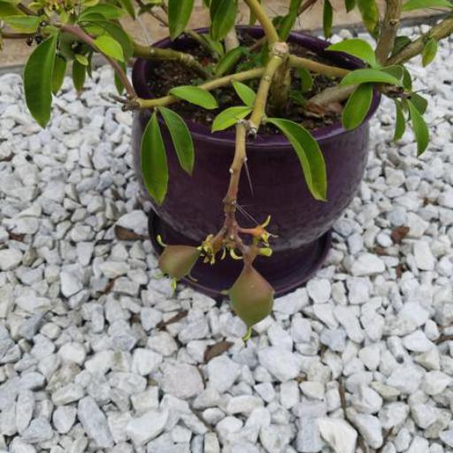 Rhodocactus grandifolius — search result for 'Rosa'