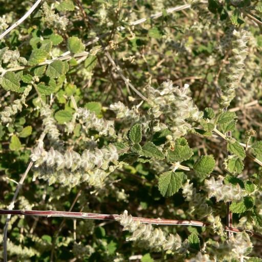 Aloysia wrightii other