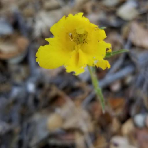 Diplacus brevipes other