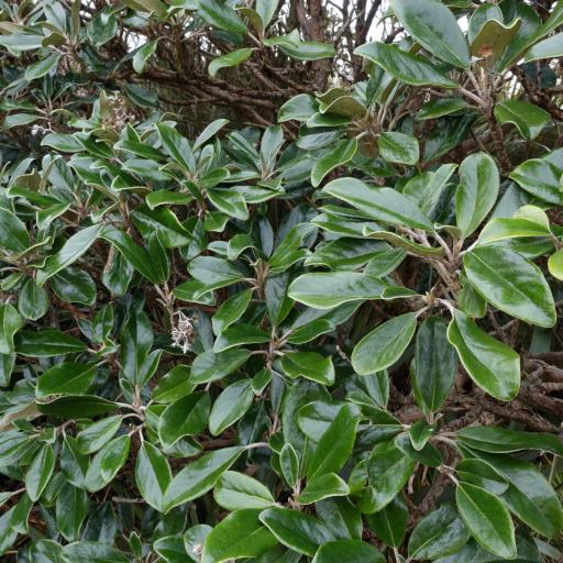 Brachyglottis elaeagnifolia — related species from the same genus