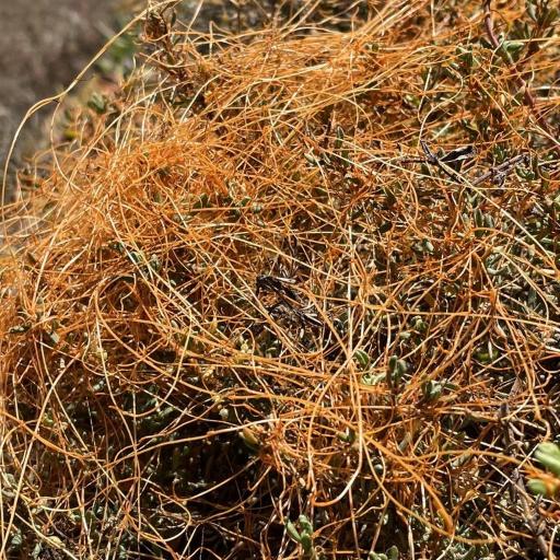 Cuscuta pacifica other