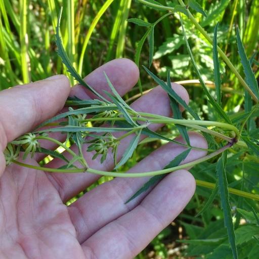 Bidens trichosperma — houseplant care guide