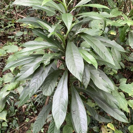 Blumea lanceolaria — houseplant care guide