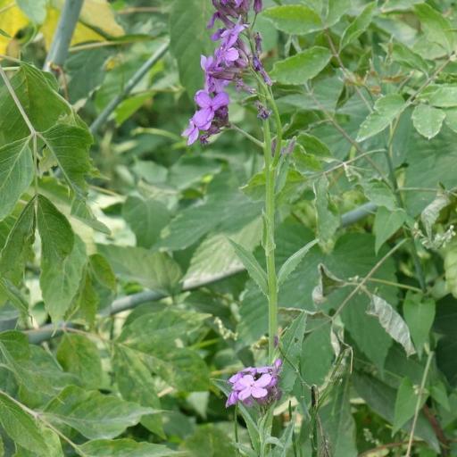 Hesperis sibirica other