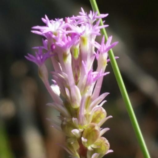 Polygala incarnata other