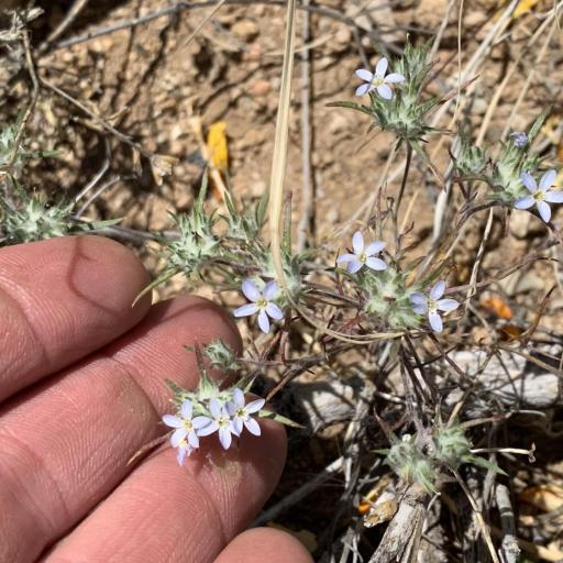 Eriastrum diffusum — houseplant care guide