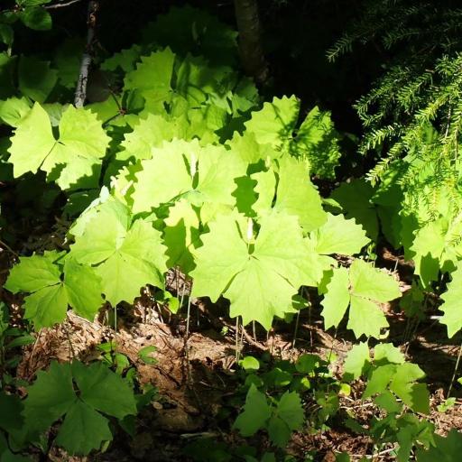 Achlys californica other