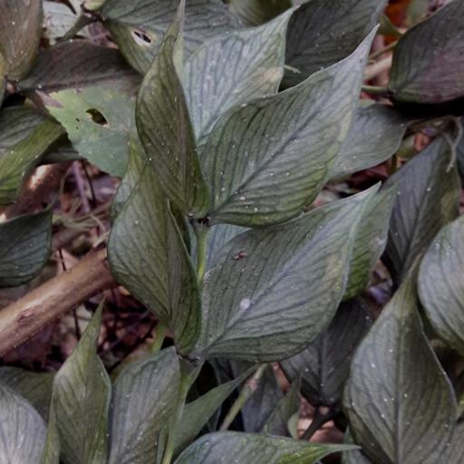 Hoya polyneura other