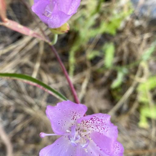 Clarkia bottae other