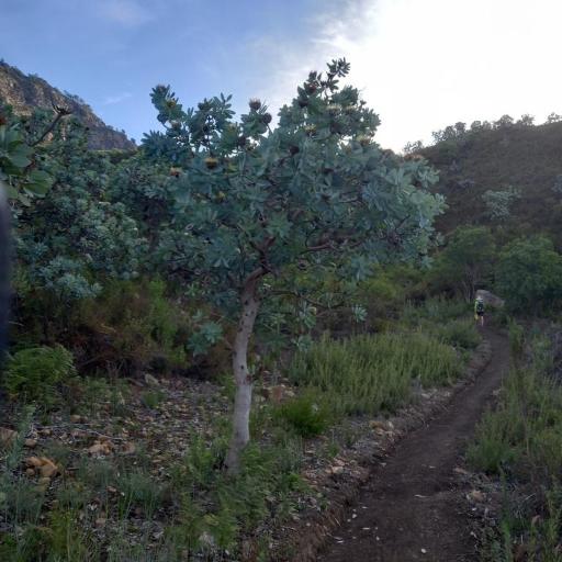 Protea nitida — search result for 'Protea'