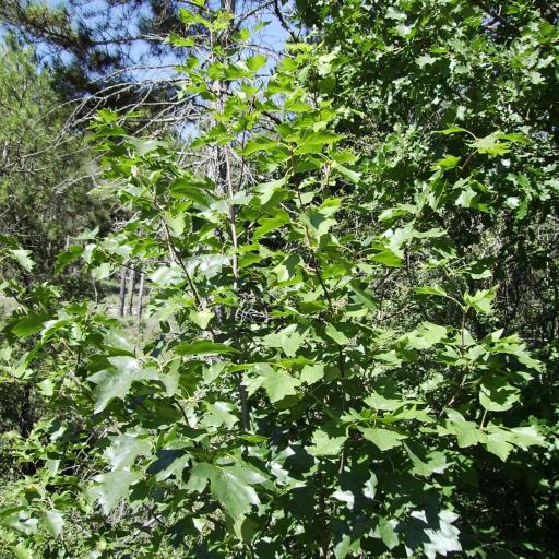 Torminalis glaberrima other