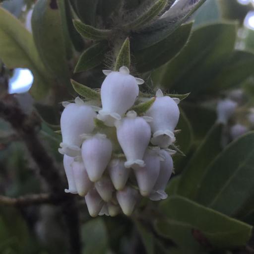 Arctostaphylos montaraensis — search result for 'Arctostaphylos'