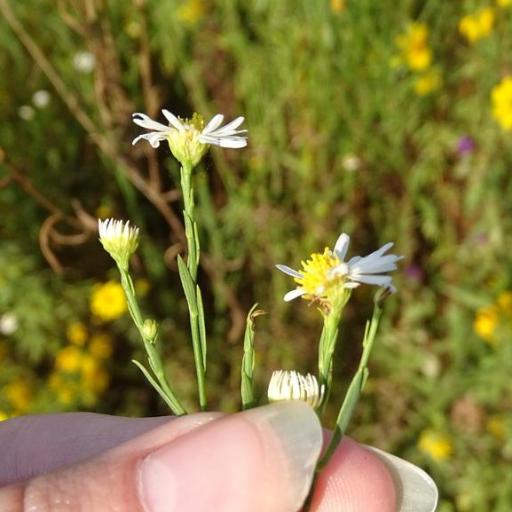 Boltonia diffusa other