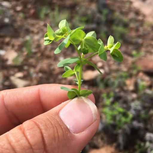 Euphorbia spathulata — houseplant care guide