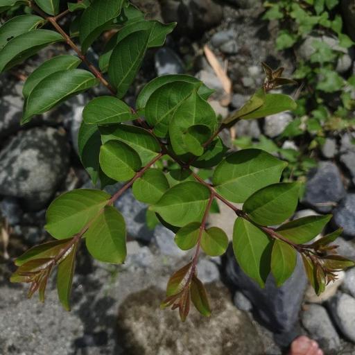 Lagerstroemia subcostata other