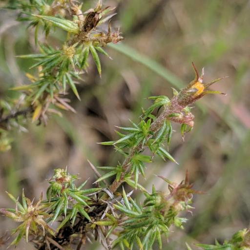 Linanthus californicus — related species from the same genus