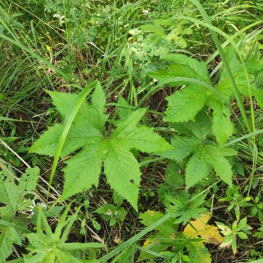 Filipendula digitata other