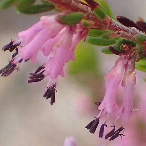 Erica uberiflora other