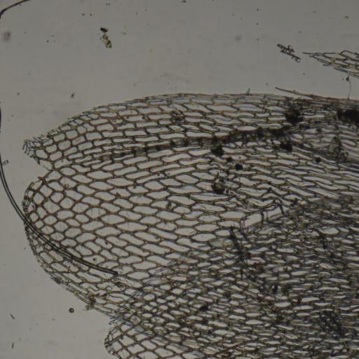 Sphagnum squarrosum — houseplant care guide