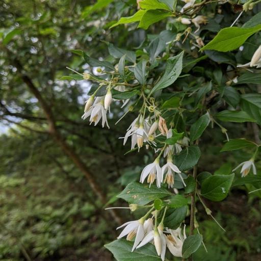 Styrax formosanus other