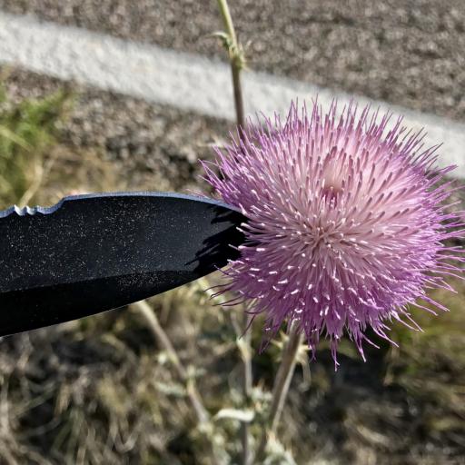 Cirsium neomexicanum other