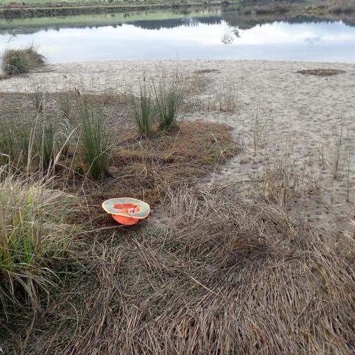 Leptinella dioica other