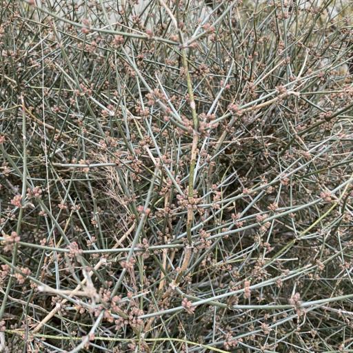 Ephedra antisyphilitica — related species from the same genus