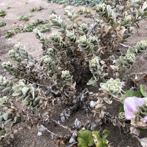 Atriplex leucophylla — houseplant care guide