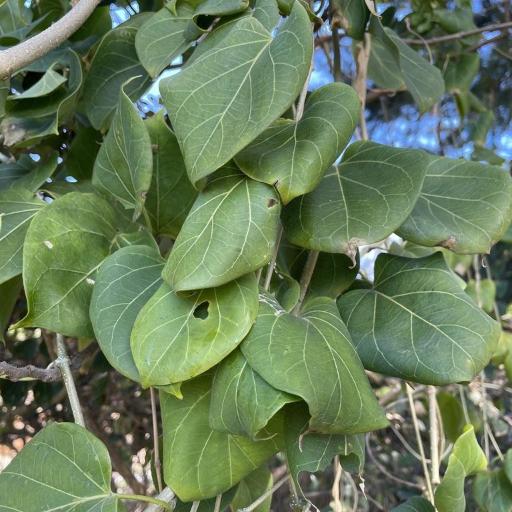 Wattakaka volubilis — houseplant care guide