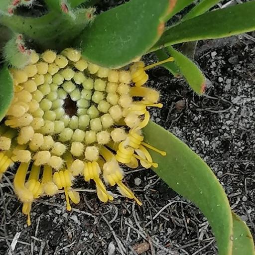 Leucospermum hypophyllocarpodendron other