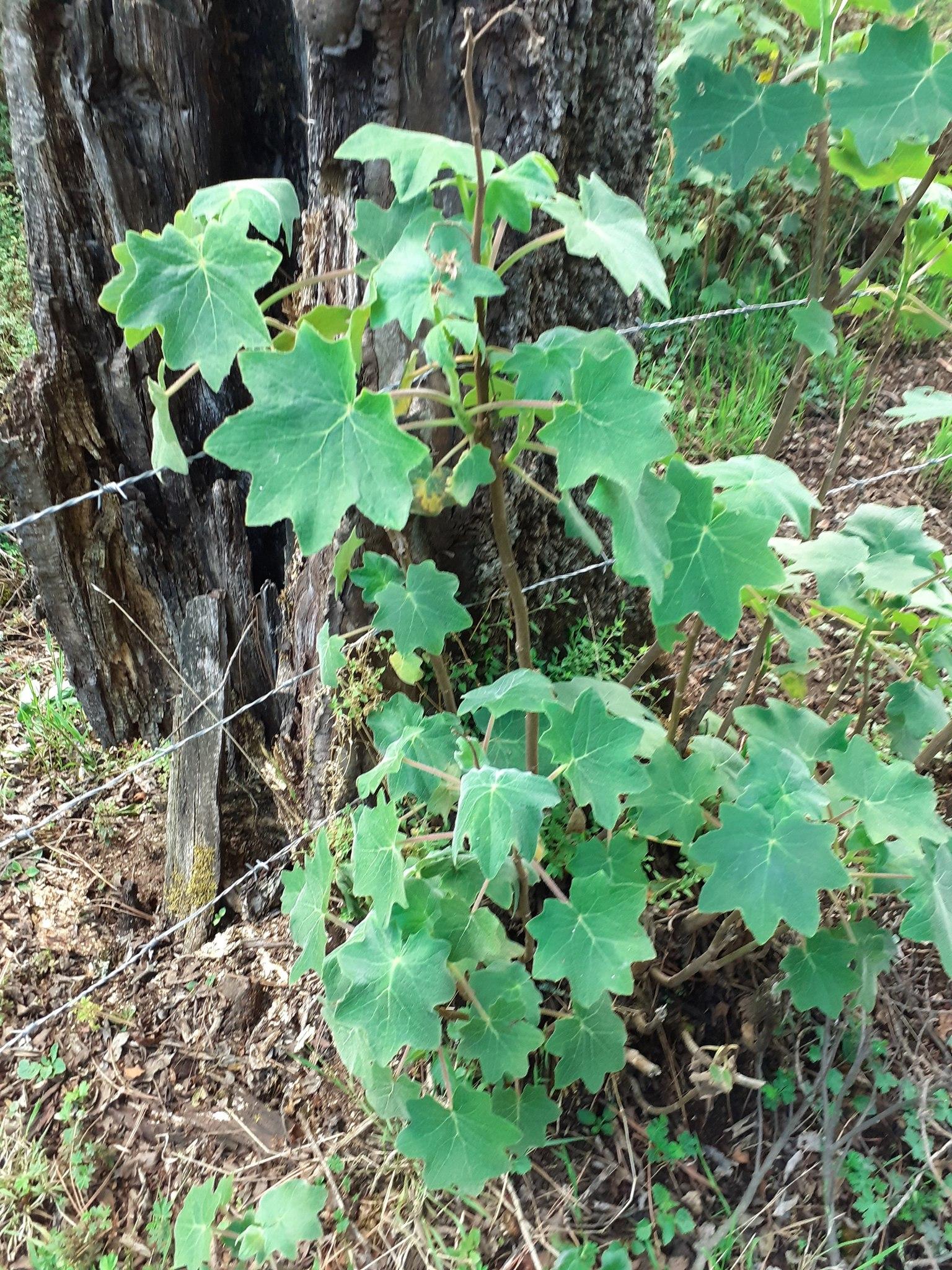 Roldana angulifolia — related species from the same genus
