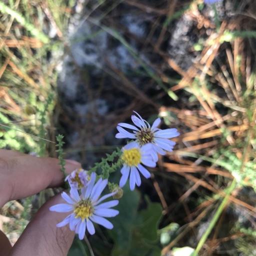 Symphyotrichum walteri other
