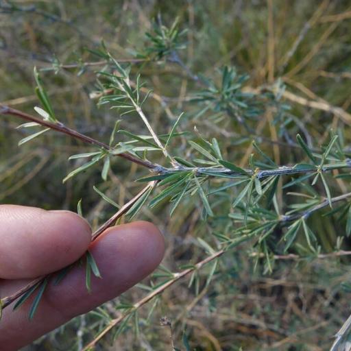 Caragana pygmaea — search result for 'Caragana'